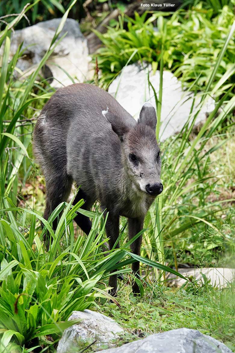 Weiblicher Ostchinesischer Schopfhirsch FALBALA am 6. Juni 2023 auf der neuen Panda-Anlage im Zoologischen Garten Wuppertal (Foto Klaus Tüller)