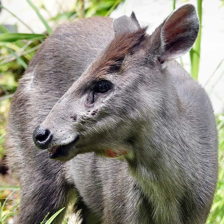 Eine rote Geschwulst am Hals des weiblichen Ostchinesischen Schopfhirsch FALBALA am 6. Juni 2023 auf der neuen Panda-Anlage im Wuppertaler Zoo (Foto Klaus Tüller)