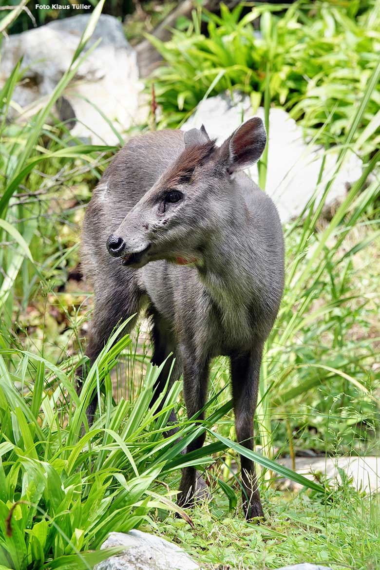 Weiblicher Ostchinesischer Schopfhirsch FALBALA am 6. Juni 2023 auf der neuen Panda-Anlage im Zoo Wuppertal (Foto Klaus Tüller)