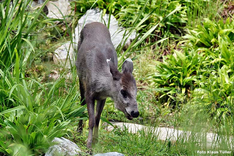 Weiblicher Ostchinesischer Schopfhirsch FALBALA am 6. Juni 2023 auf der neuen Panda-Anlage im Grünen Zoo Wuppertal (Foto Klaus Tüller)