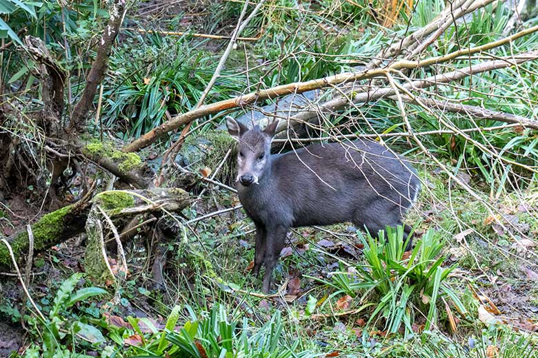 Männlicher Ostchinesischer Schopfhirsch JANNO am 10. Dezember 2023 auf der sogenannten Panda-Anlage im Grünen Zoo Wuppertal