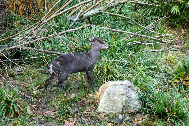 Männlicher Ostchinesischer Schopfhirsch JANNO am 10. Dezember 2023 auf der sogenannten Panda-Anlage im Zoologischen Garten der Stadt Wuppertal