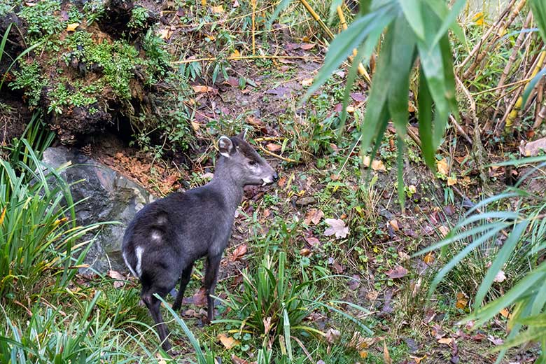 Männlicher Ostchinesischer Schopfhirsch JANNO am 10. Dezember 2023 auf der sogenannten Panda-Anlage im Wuppertaler Zoo