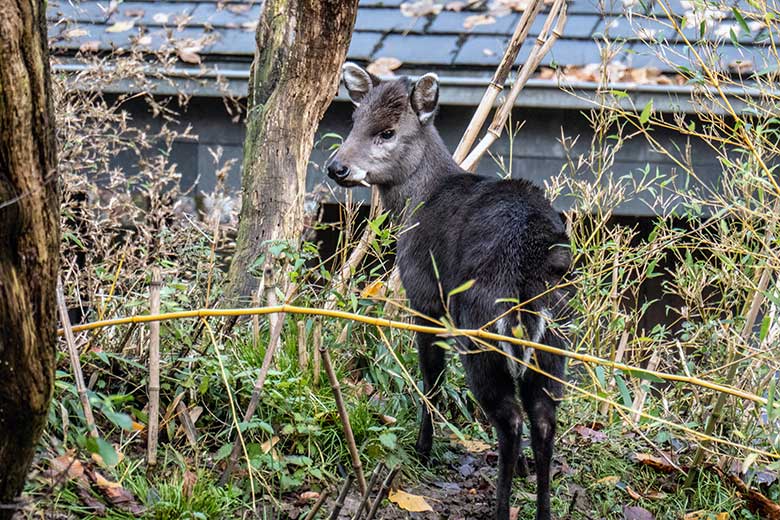 Männlicher Ostchinesischer Schopfhirsch JANNO am 10. Dezember 2023 auf der sogenannten Panda-Anlage im Zoologischen Garten Wuppertal