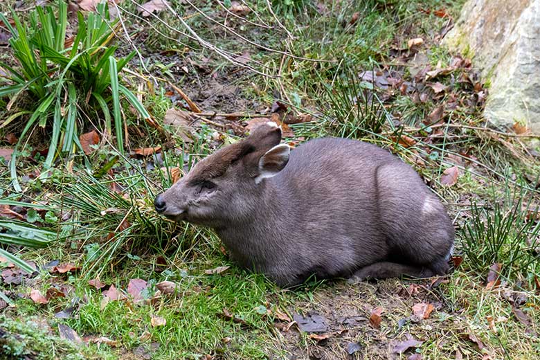 Weiblicher Ostchinesischer Schopfhirsch FALBALA am 16. Dezember 2023 auf der sogenannten Panda-Anlage im Zoologischen Garten Wuppertal