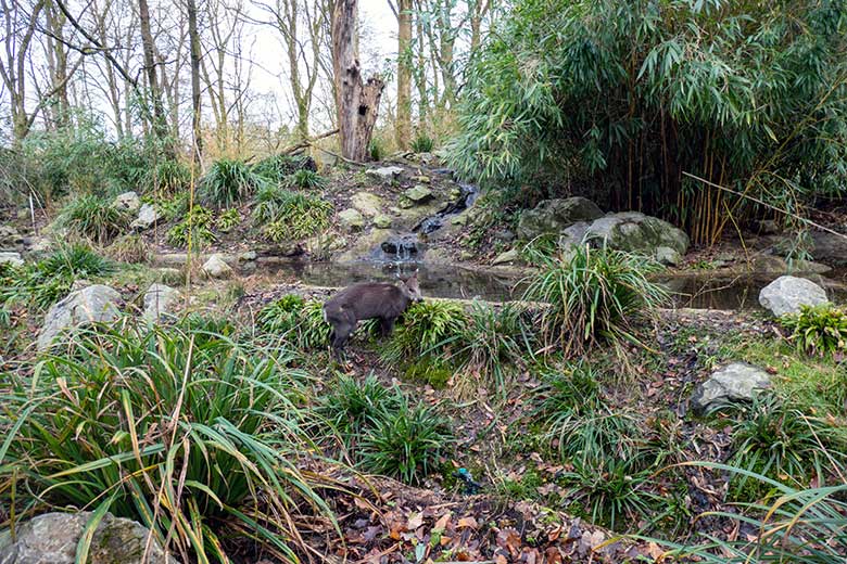 Weiblicher Ostchinesischer Schopfhirsch FALBALA am 28. Dezember 2023 auf der sogenannten Panda-Anlage im Wuppertaler Zoo