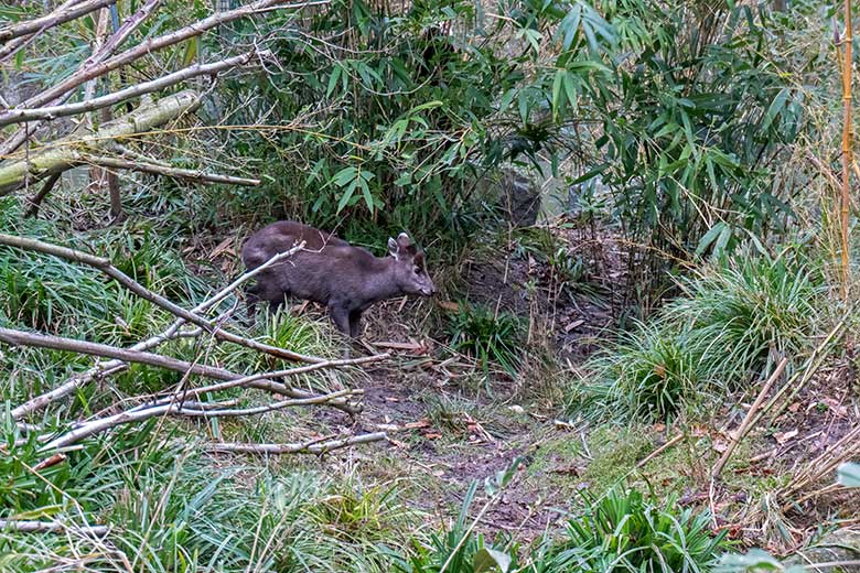 Weiblicher Ostchinesischer Schopfhirsch FALBALA am 31. Januar 2024 auf der sogenannten Panda-Anlage im Grünen Zoo Wuppertal