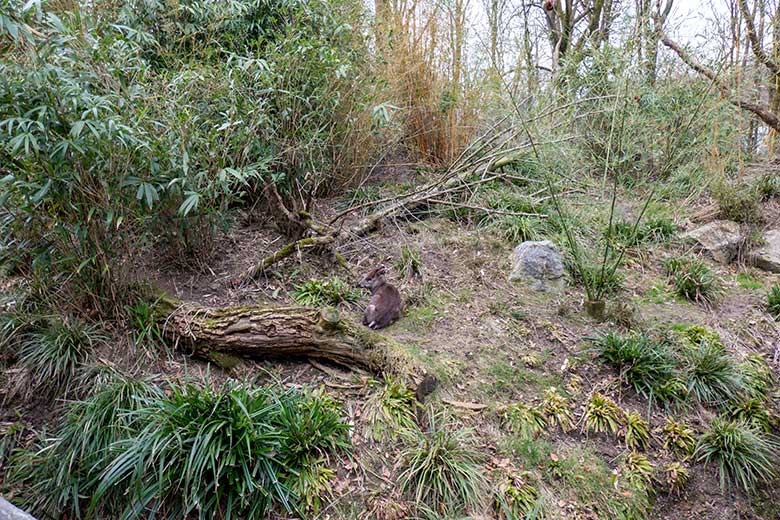 Weiblicher Ostchinesischer Schopfhirsch FALBALA am 10. März 2024 auf der sogenannten Panda-Anlage im Zoologischen Garten Wuppertal