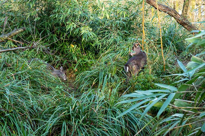 Männlicher Ostchinesischer Schopfhirsch JANNO und weiblicher Ostchinesischer Schopfhirsch FALBALA am 26. November 2024 auf der Panda-Außenanlage im Grünen Zoo Wuppertal
