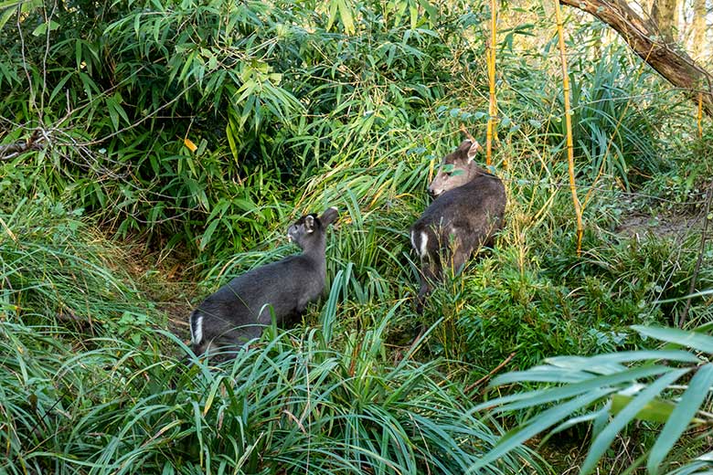 Männlicher Ostchinesischer Schopfhirsch JANNO und weiblicher Ostchinesischer Schopfhirsch FALBALA am 26. November 2024 auf der Panda-Außenanlage im Zoologischen Garten der Stadt Wuppertal