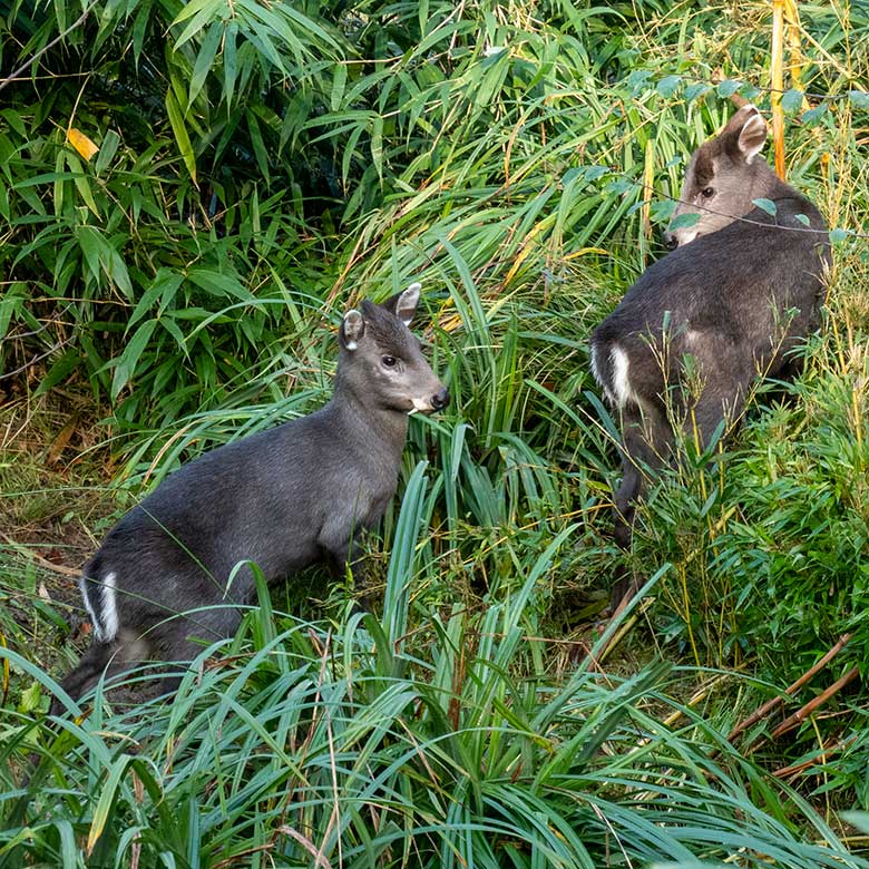 Männlicher Ostchinesischer Schopfhirsch JANNO und weiblicher Ostchinesischer Schopfhirsch FALBALA am 26. November 2024 auf der Panda-Außenanlage im Wuppertaler Zoo