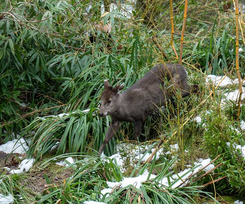 Weiblicher Ostchinesischer Schopfhirsch FALBALA am 16. Januar 2025 auf der Panda-Außenanlage im Zoo Wuppertal