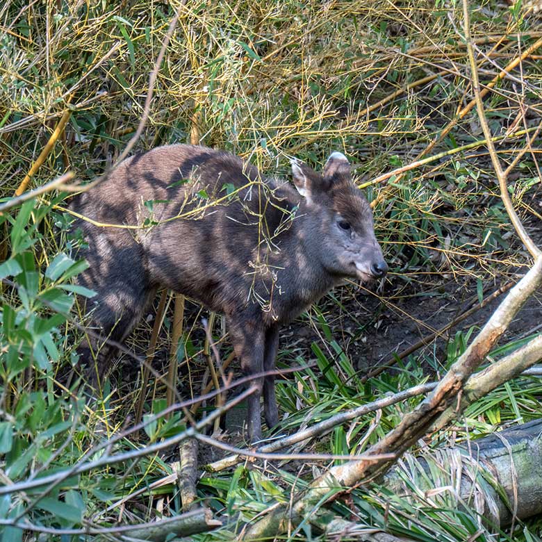 Weiblicher Ostchinesischer Schopfhirsch FALBALA am 12. Februar 2025 auf der Panda-Außenanlage im Grünen Zoo Wuppertal