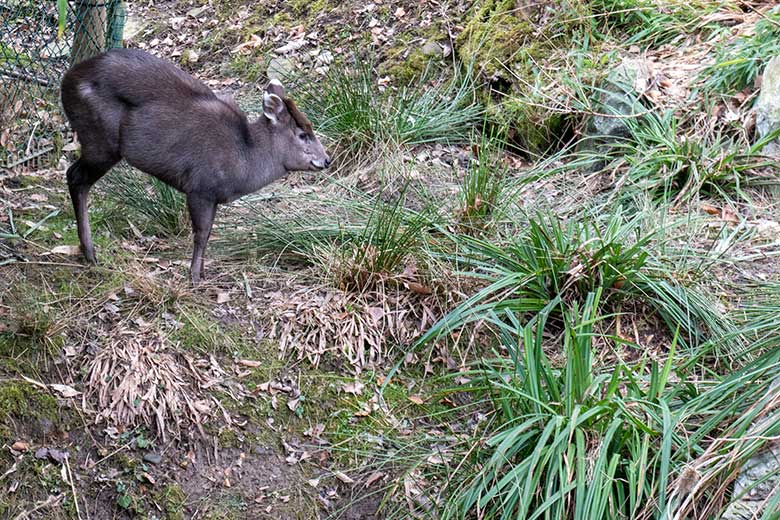 Weiblicher Ostchinesischer Schopfhirsch FALBALA am 20. Februar 2025 auf der Außenanlage im Zoo Wuppertal