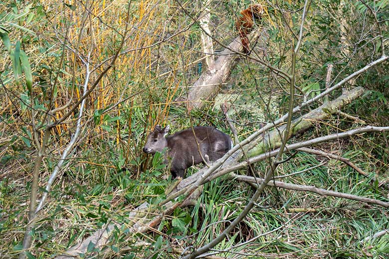 Weiblicher Ostchinesischer Schopfhirsch FALBALA am 20. Februar 2025 auf der Außenanlage im Wuppertaler Zoo