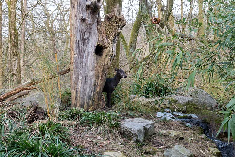 Männlicher Ostchinesischer Schopfhirsch PAUL am 20. Februar 2025 auf der Außenanlage im Grünen Zoo Wuppertal
