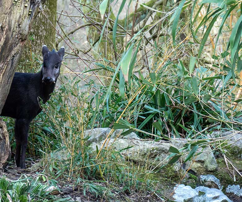 Männlicher Ostchinesischer Schopfhirsch PAUL am 20. Februar 2025 auf der Außenanlage im Zoologischen Garten Wuppertal