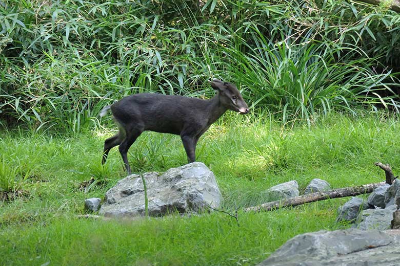 Männlicher Ostchinesischer Schopfhirsch PAUL am 19. August 2025 auf der Außenanlage im Zoo Wuppertal