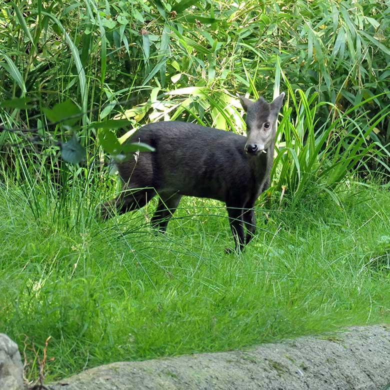 Männlicher Ostchinesischer Schopfhirsch PAUL am 19. August 2025 auf der Außenanlage im Zoo Wuppertal