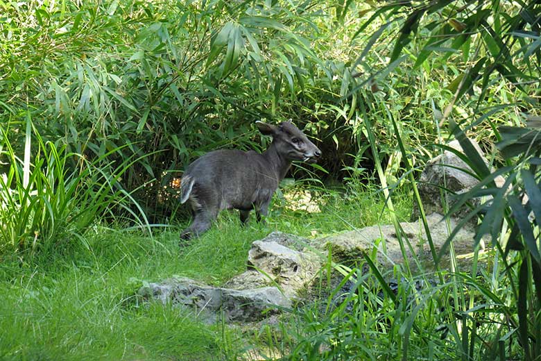 Männlicher Ostchinesischer Schopfhirsch PAUL am 19. August 2025 auf der Außenanlage im Zoo Wuppertal