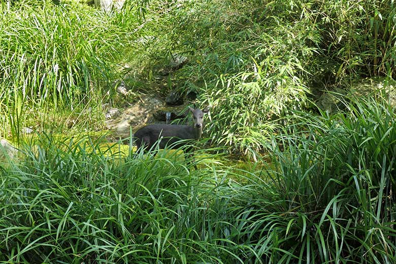 Männlicher Ostchinesischer Schopfhirsch PAUL am 19. August 2025 auf der Außenanlage im Zoo Wuppertal