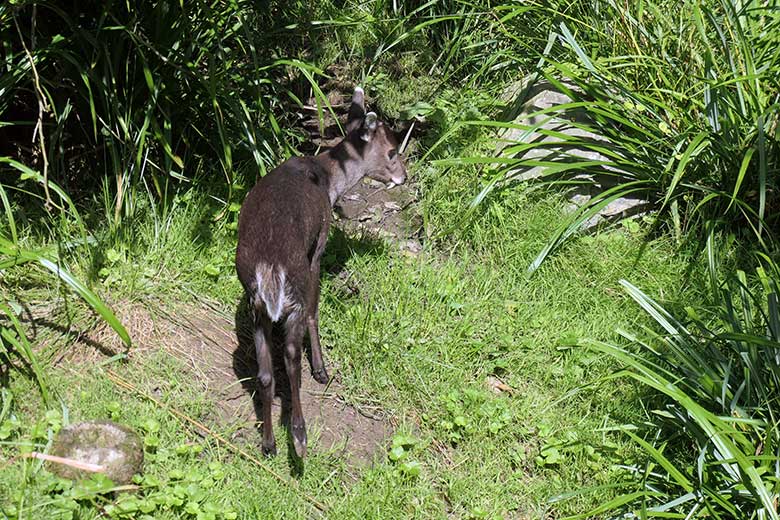Männlicher Ostchinesischer Schopfhirsch PAUL am 19. August 2025 auf der Außenanlage im Zoo Wuppertal
