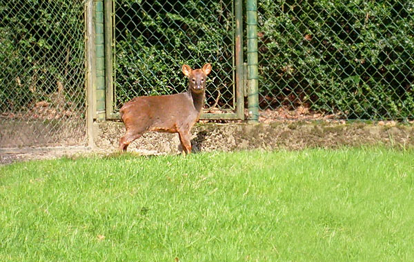 Südlicher Pudu im Zoo Wuppertal im April 2008