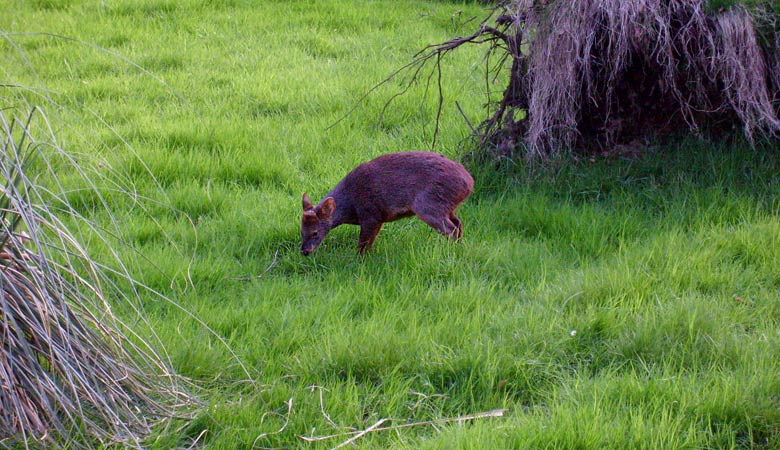 Südlicher Pudu im Wuppertaler Zoo im Mai 2008