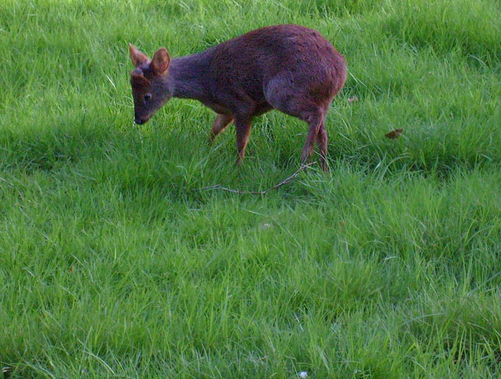 Südlicher Pudu im Zoo Wuppertal im Mai 2008