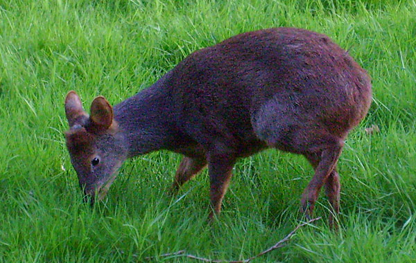 Südlicher Pudu im Wuppertaler Zoo im Mai 2008