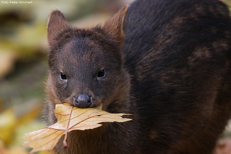 Südlicher Pudu im Zoologischen Garten Wuppertal im November 2008 (Foto Peter Emmert)