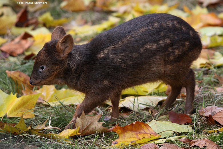 Südlicher Pudu im Zoo Wuppertal im November 2008 (Foto Peter Emmert)