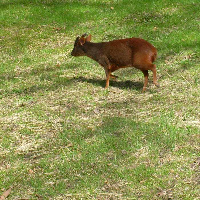 Südlicher Pudu im Wuppertaler Zoo im April 2010