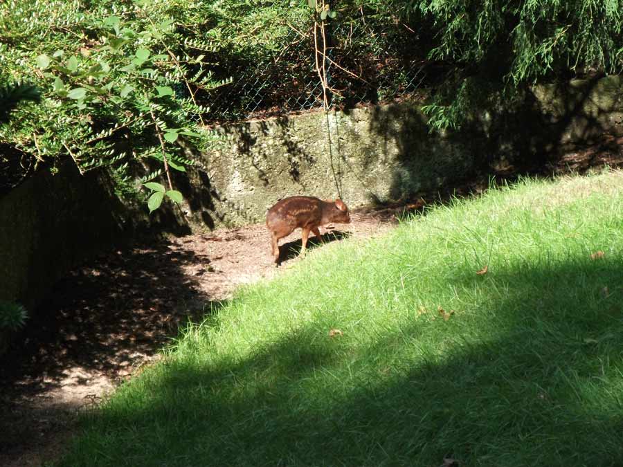 Südlicher Pudu im Zoologischen Garten Wuppertal im September 2010