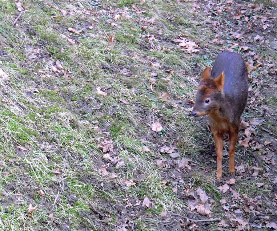 Südlicher Pudu im Wuppertaler Zoo im Februar 2011