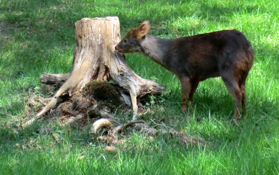 Südlicher Pudu im Zoologischen Garten Wuppertal im April 2011