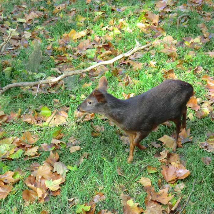 Südlicher Pudu im Wuppertaler Zoo im Oktober 2011