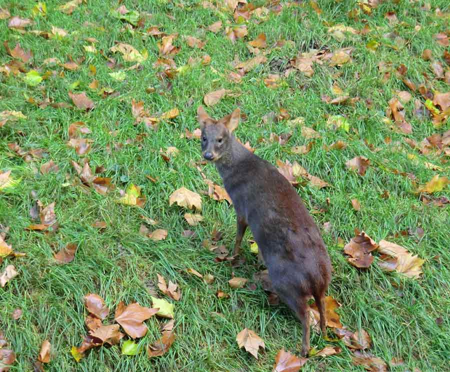 Südlicher Pudu im Zoo Wuppertal im Oktober 2011