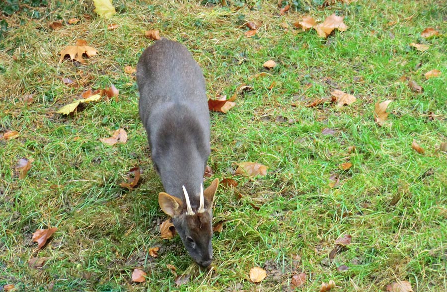 Südlicher Pudu im Zoo Wuppertal im November 2012