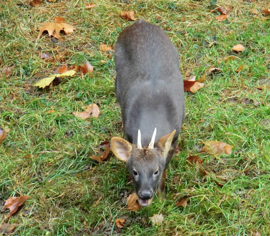 Südlicher Pudu im Zoologischen Garten Wuppertal im November 2012