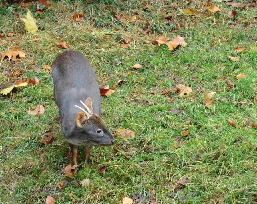 Südlicher Pudu im Wuppertaler Zoo im November 2012