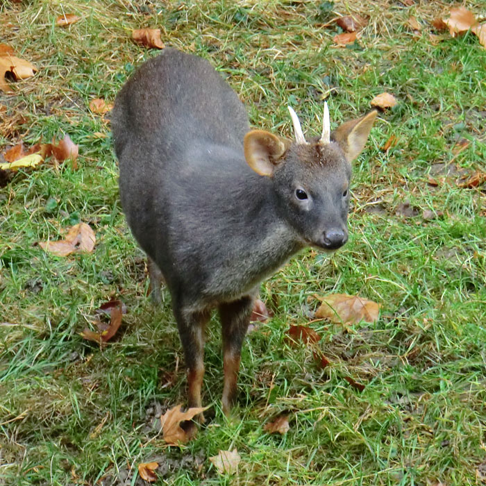 Südlicher Pudu im Wuppertaler Zoo im November 2012