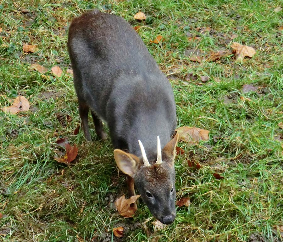 Südlicher Pudu im Zoo Wuppertal im November 2012