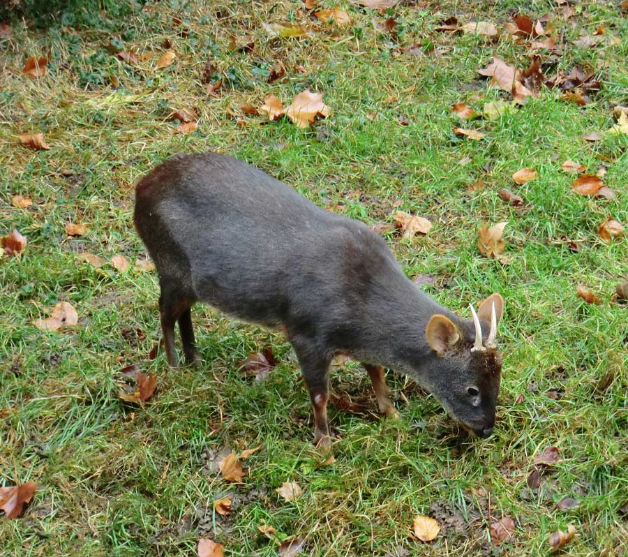 Südlicher Pudu im Wuppertaler Zoo im November 2012