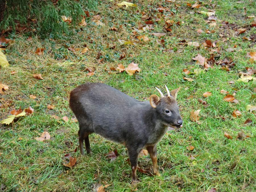 Südlicher Pudu im Zoo Wuppertal im November 2012