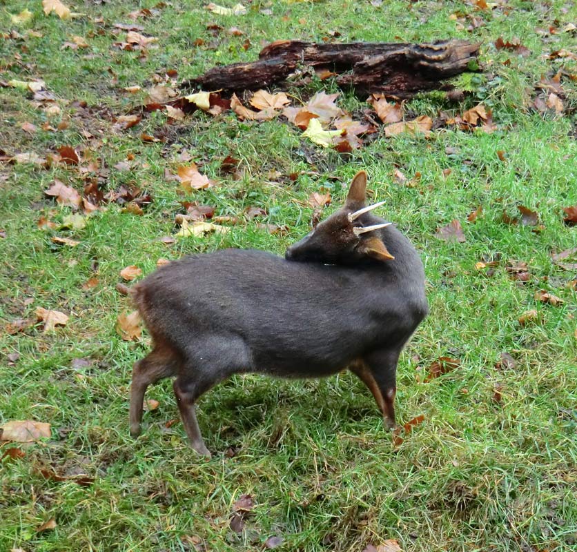 Südlicher Pudu im Zoologischen Garten Wuppertal im November 2012