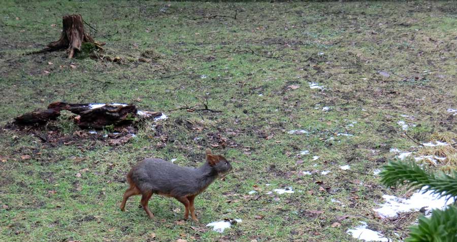 Südlicher Pudu im Zoologischen Garten Wuppertal im Februar 2013