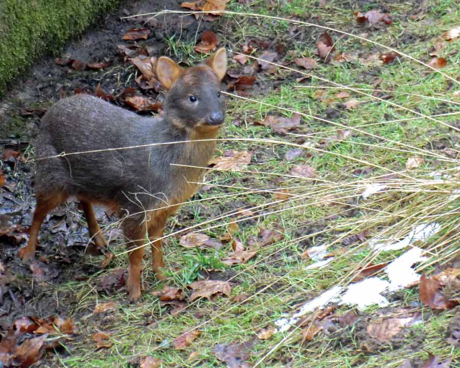 Südlicher Pudu im Wuppertaler Zoo im Februar 2013