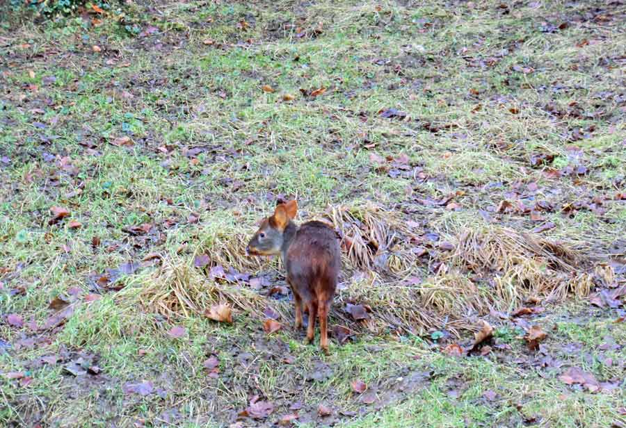 Südlicher Pudu im Zoo Wuppertal im Dezember 2013