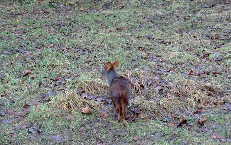 Südlicher Pudu im Zoologischen Garten Wuppertal im Dezember 2013